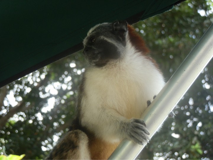 Monkeys in Panama