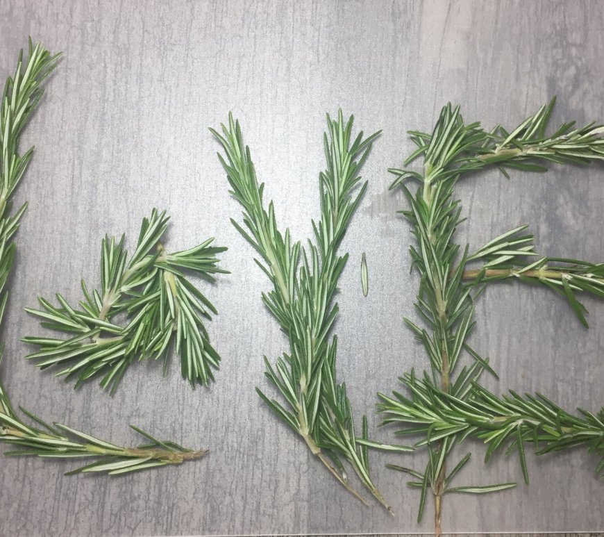 Rosemary display