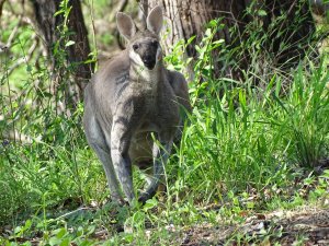 A Rock Wallaby popped out of the bush to say hello