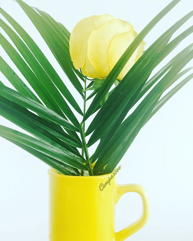 Coffee Cup Arrangements