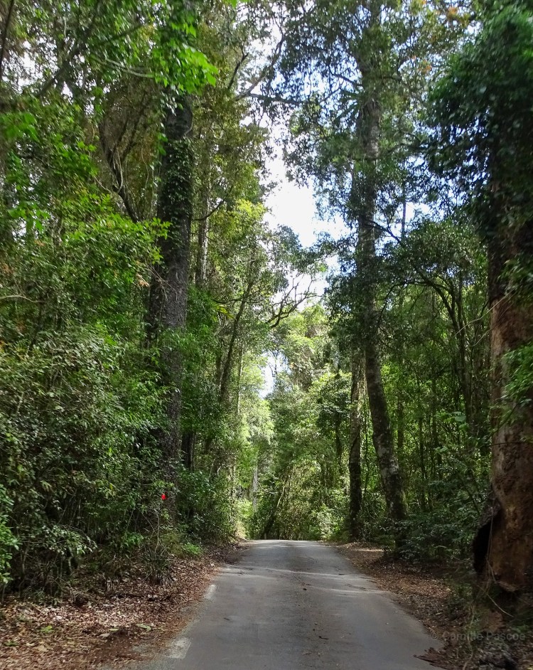 Driving through Lamington National Park