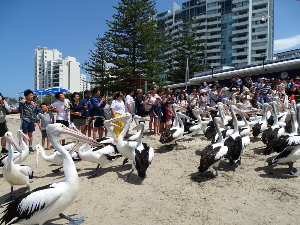 Australian Pelicans At Charis Seafood Labrador, Gold Coast