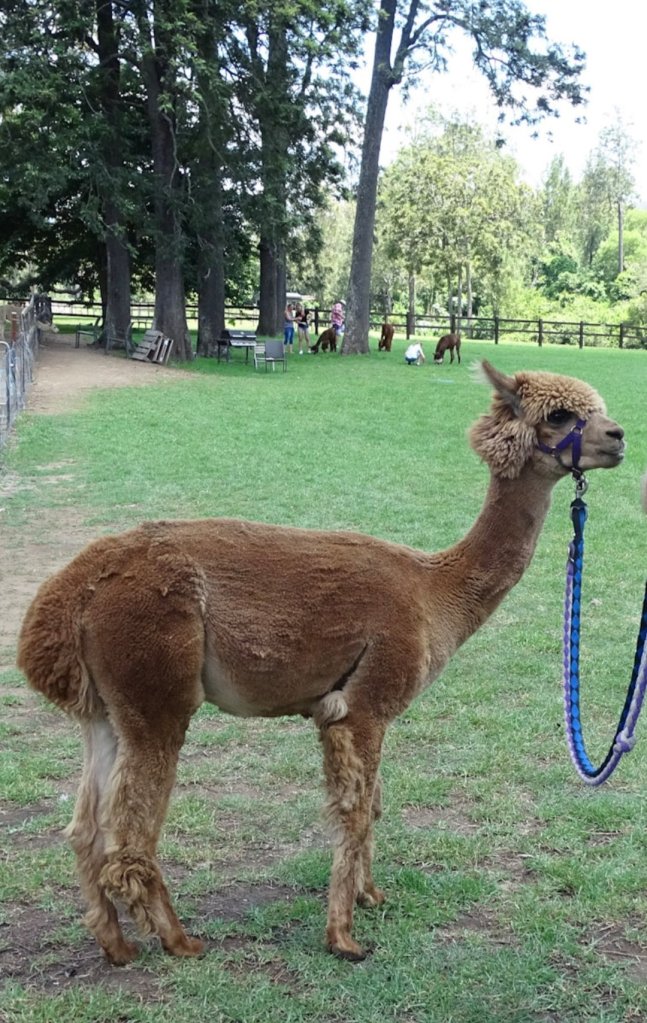 Alpaca Cunnungra Valley Vineyards