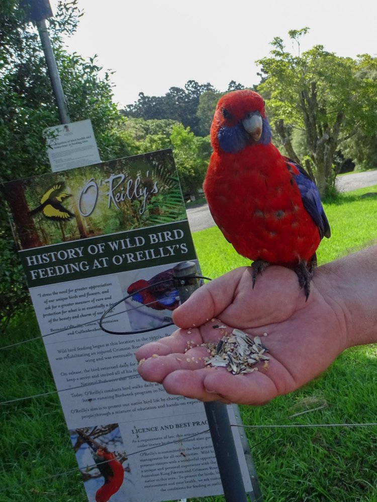 Close up of a Crimson Rosela -Wild Bird Feeding At O'Reillys