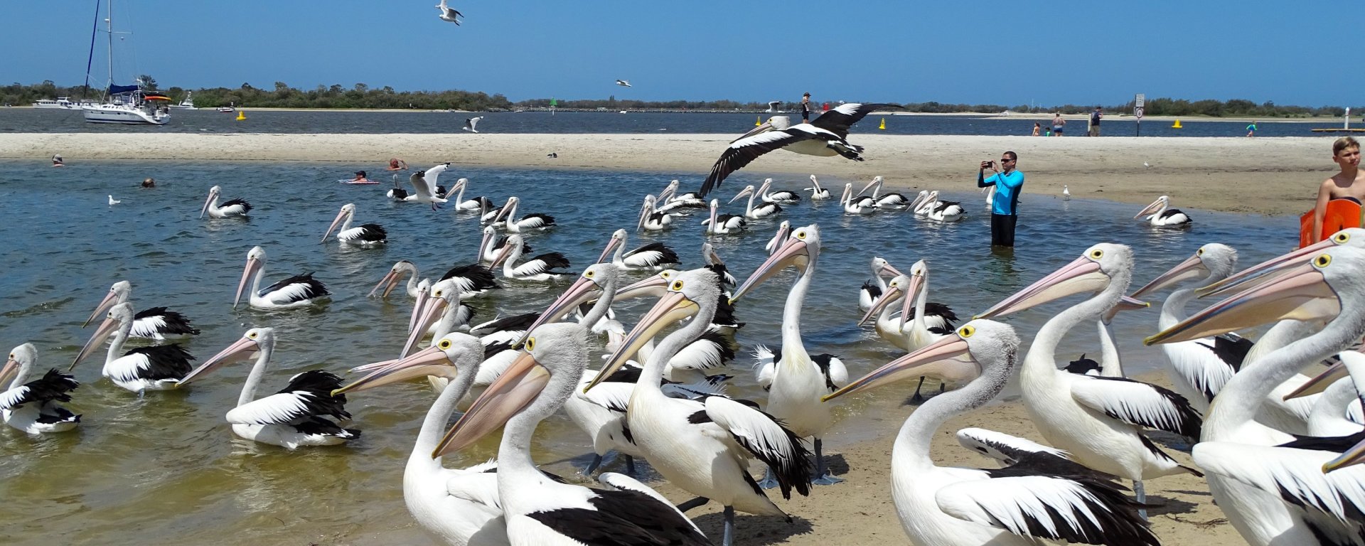 Australian Pelicans