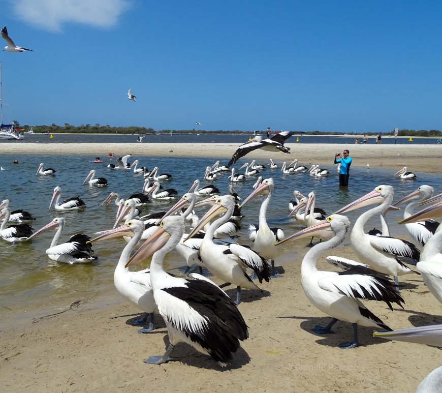 Australian Pelicans