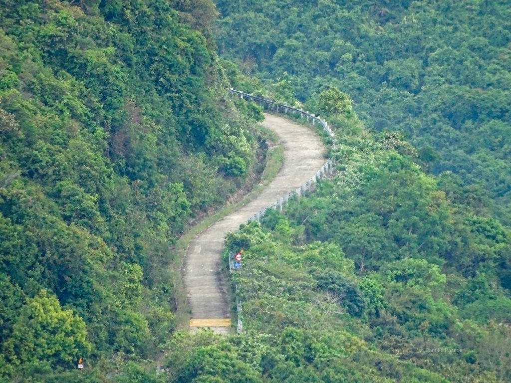 A narrow concrete road through lush vegetation leading to the location of the 800 years old Banyan Tree