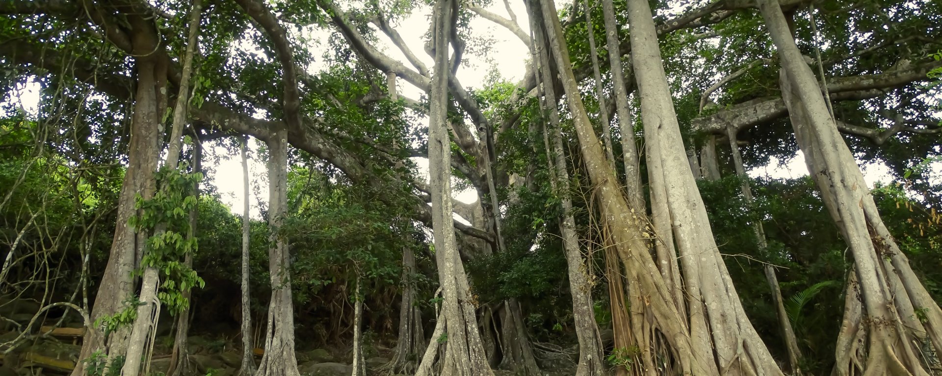 800 year old Banyan Tree (Ficus) at Son Tra Vietnam