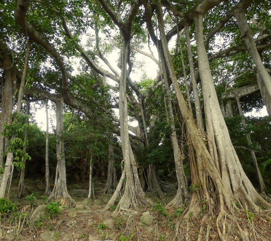 800 year old Banyan Tree (Ficus) at Son Tra Vietnam
