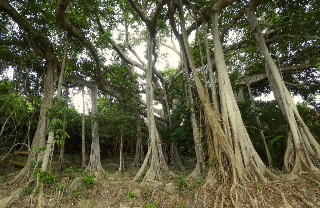Centuries old Banyan Tree at Son Tra Vietnam