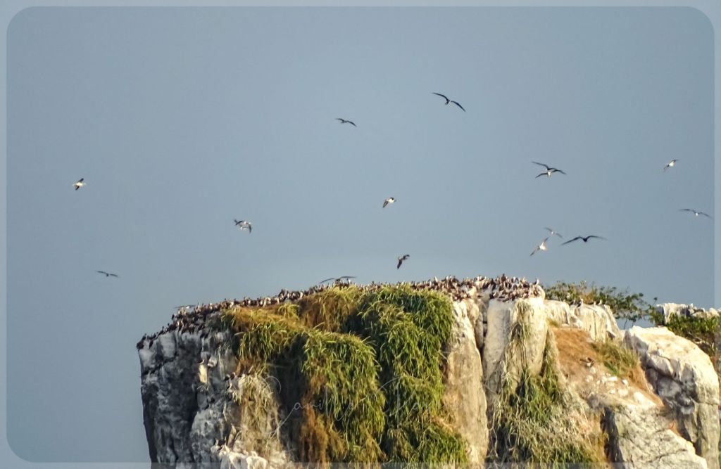 Seabird Colonies near Panama City