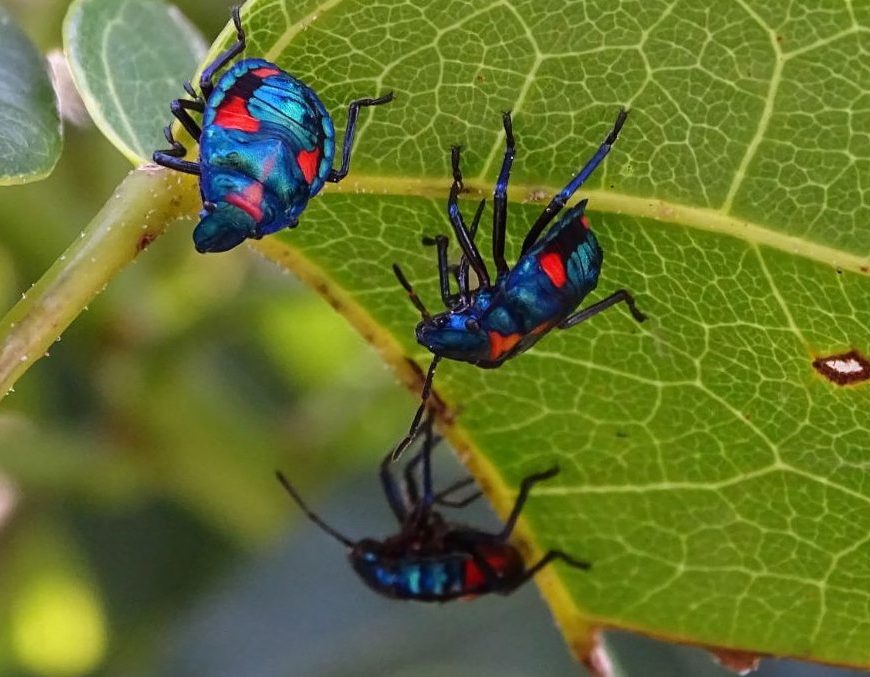 close up of blue and red Harlequin Bugs otherwise known as Stink Bugs