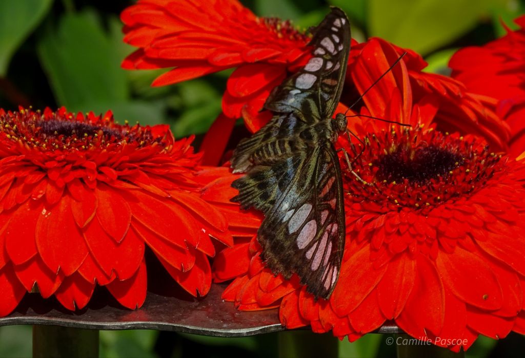 The Clipper Butterfly