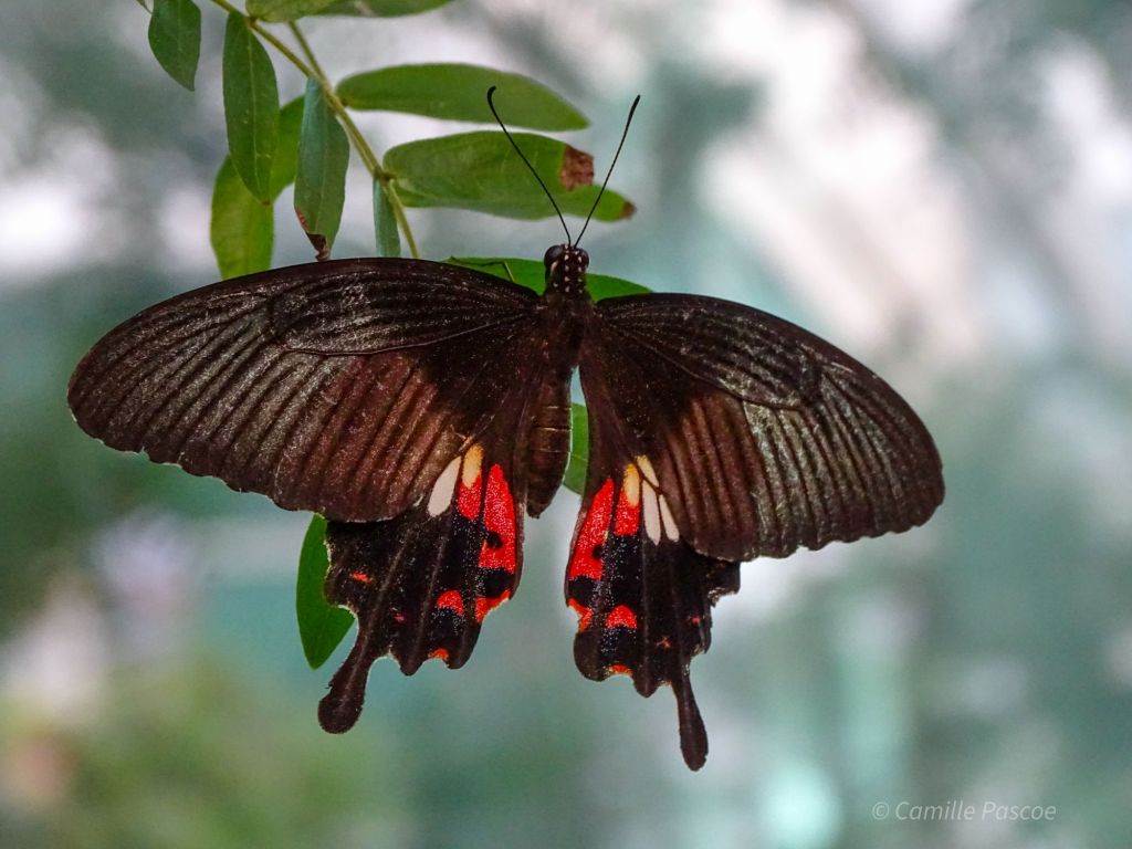 The Great Mormon Butterfly