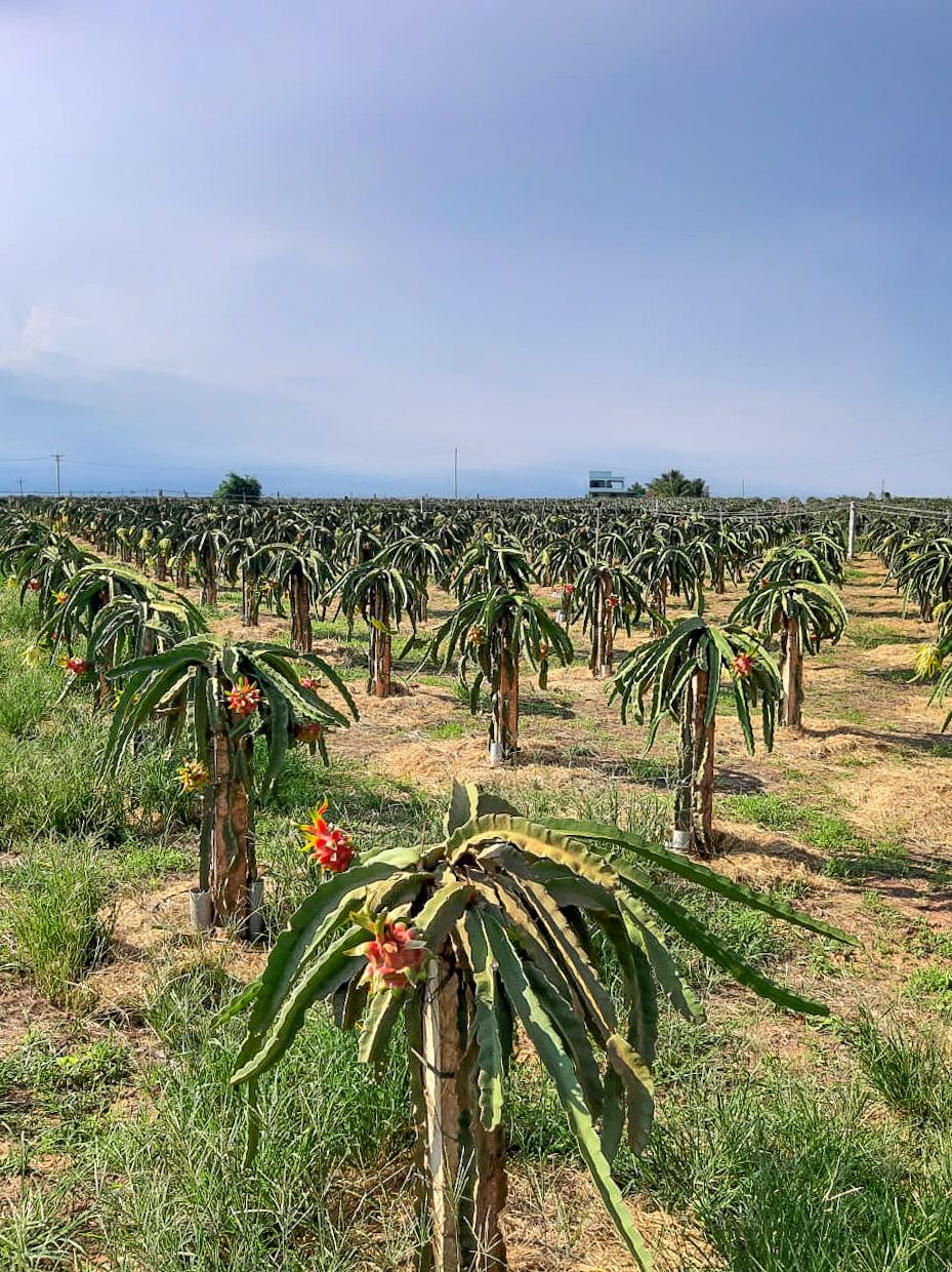 A Dragon Fruit Farm In Phan Thiet, Vietnam