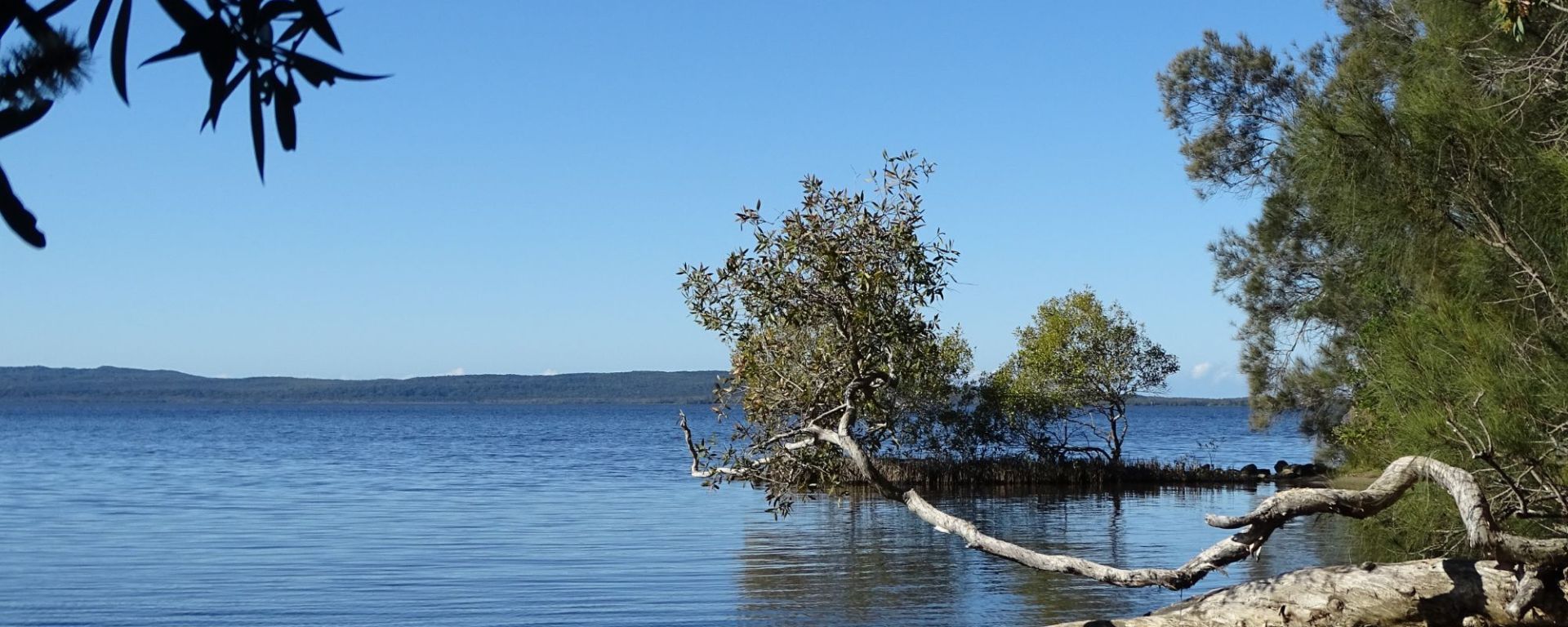 Driftwood on Lake Cootharaba at Boreen Point