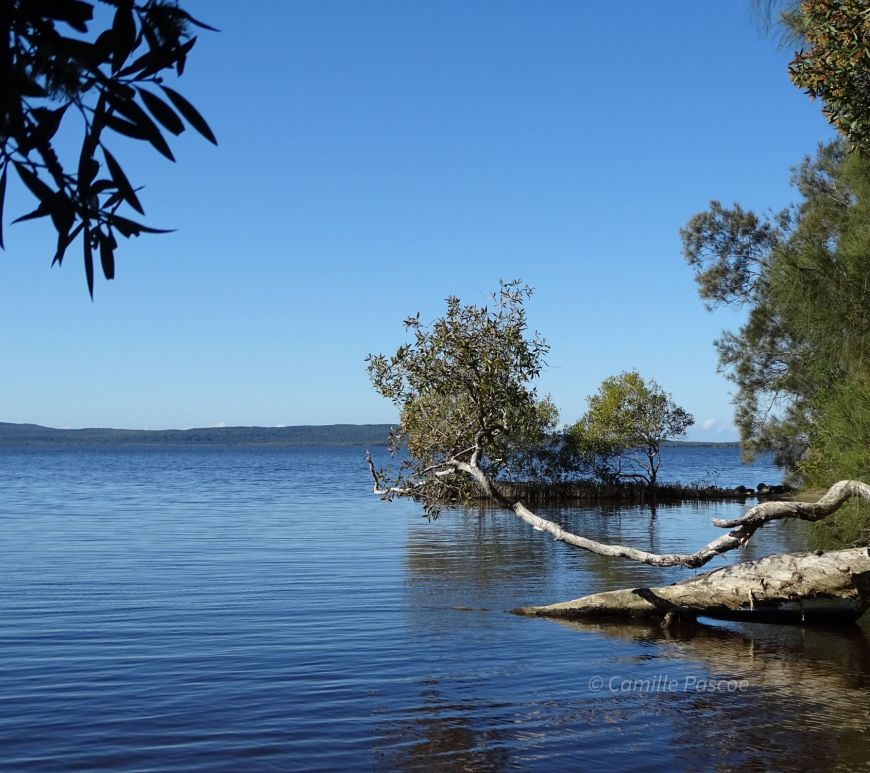 Driftwood on Lake Cootharaba at Boreen Point