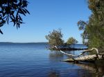 Driftwood on Lake Cootharaba at Boreen Point