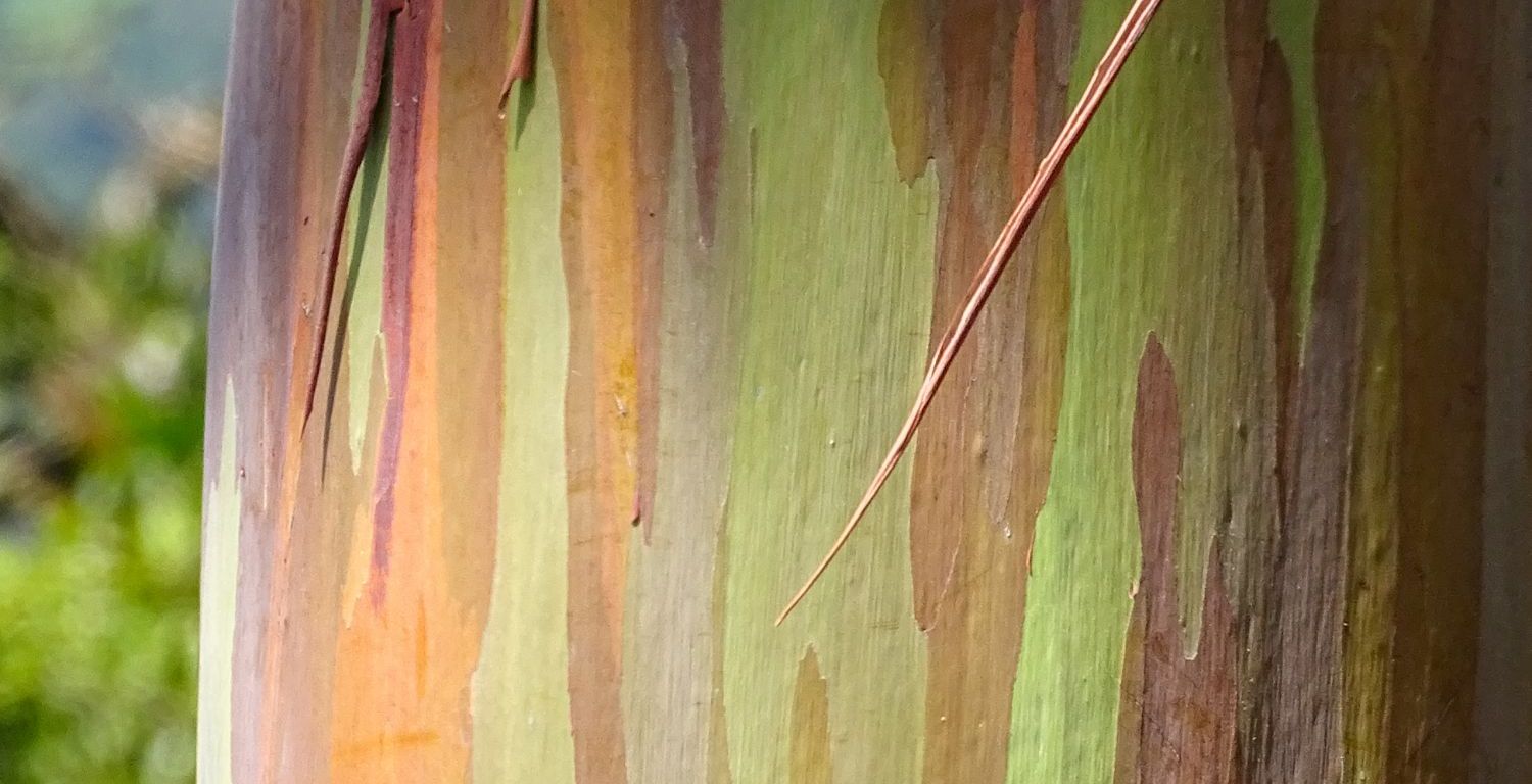 Closeup photograph of a Rainbow Gum tree