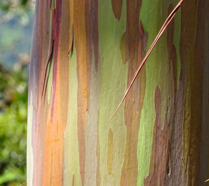 Closeup photograph of a Rainbow Gum tree